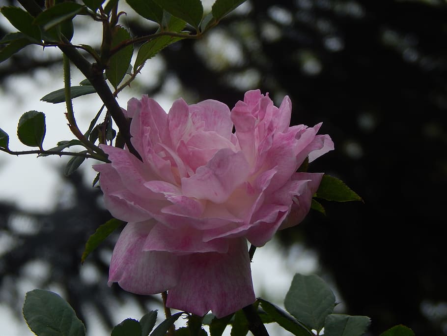 rosa, pink petals, sunset, penumbra, pink color, flower, flowering plant, HD wallpaper