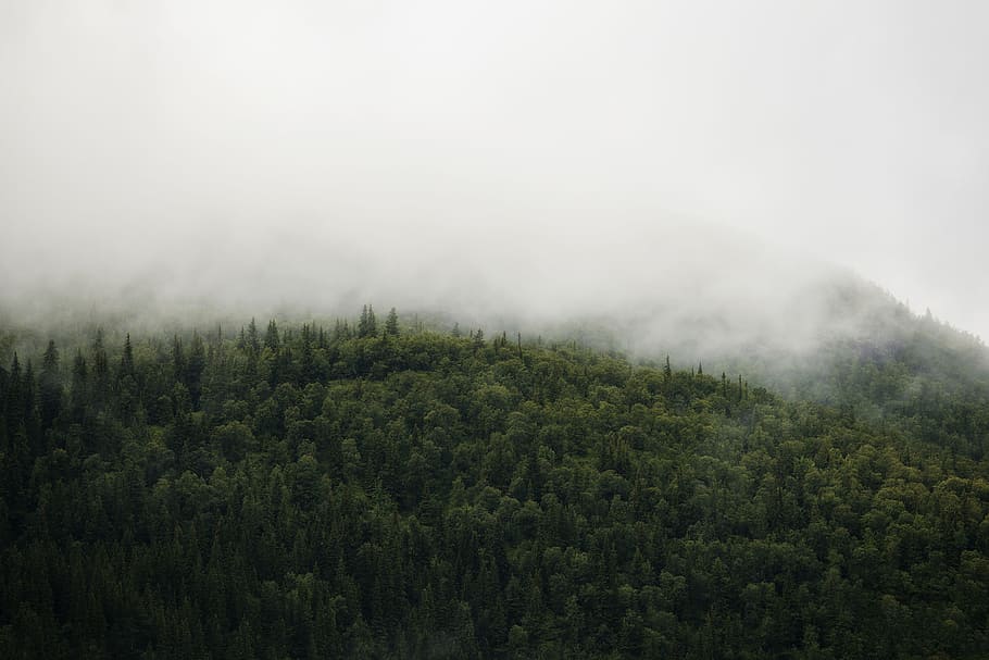 white fog on forest, green trees surrounded by fog, cloud, mist HD wallpaper