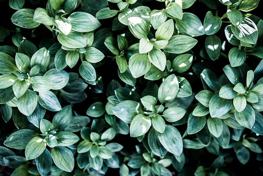 green leaves during daytime, green leafed plant, blue, shadow HD wallpaper