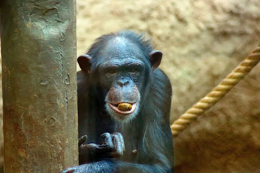 animal, monkey, head, zoo, animal themes, mammal, animal wildlife HD wallpaper