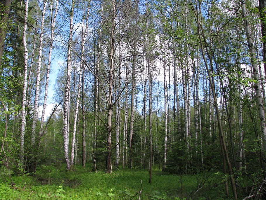 spring, forest, birch, nature, landscape, trees, grove, greens HD wallpaper