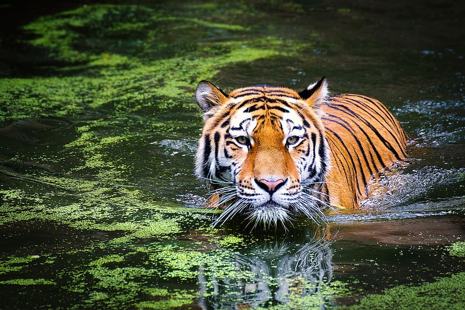 Bengal tiger swimming across water with algae, wildlife, zoo