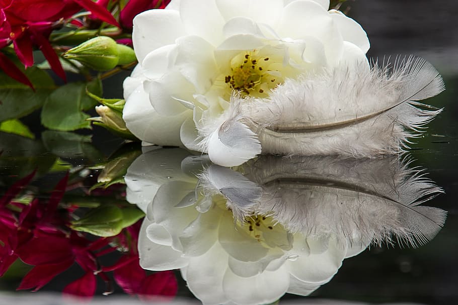white feather beside white rose in bloom, flower, mirror, nature HD wallpaper