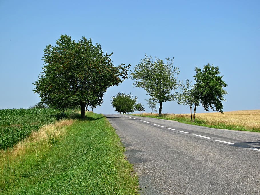 trees and road, Secondary, Country Road, secondary road, cherry tree, HD wallpaper