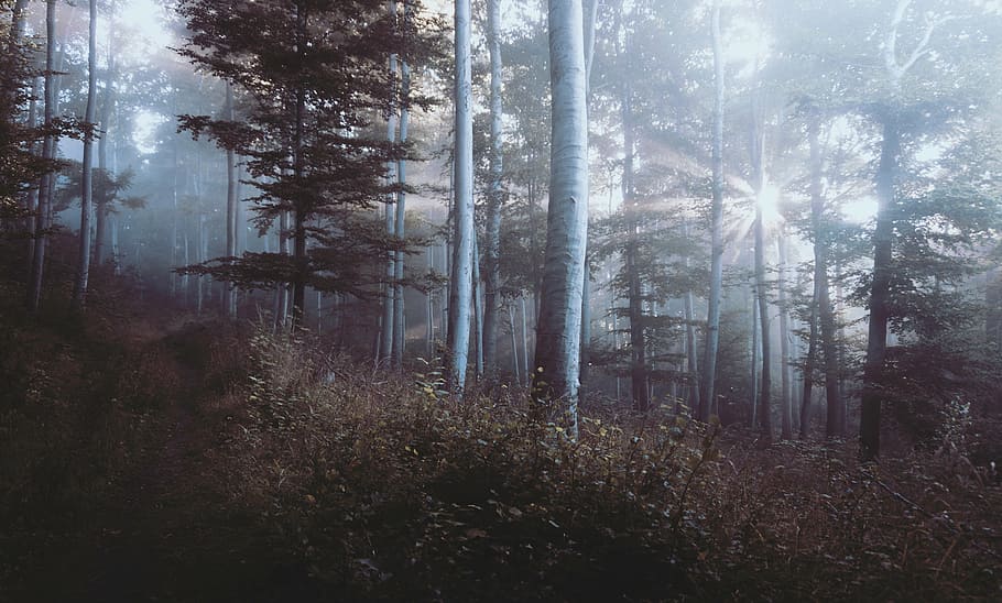 sun rays through forest trees, landscape, shot, glaring, woods HD wallpaper