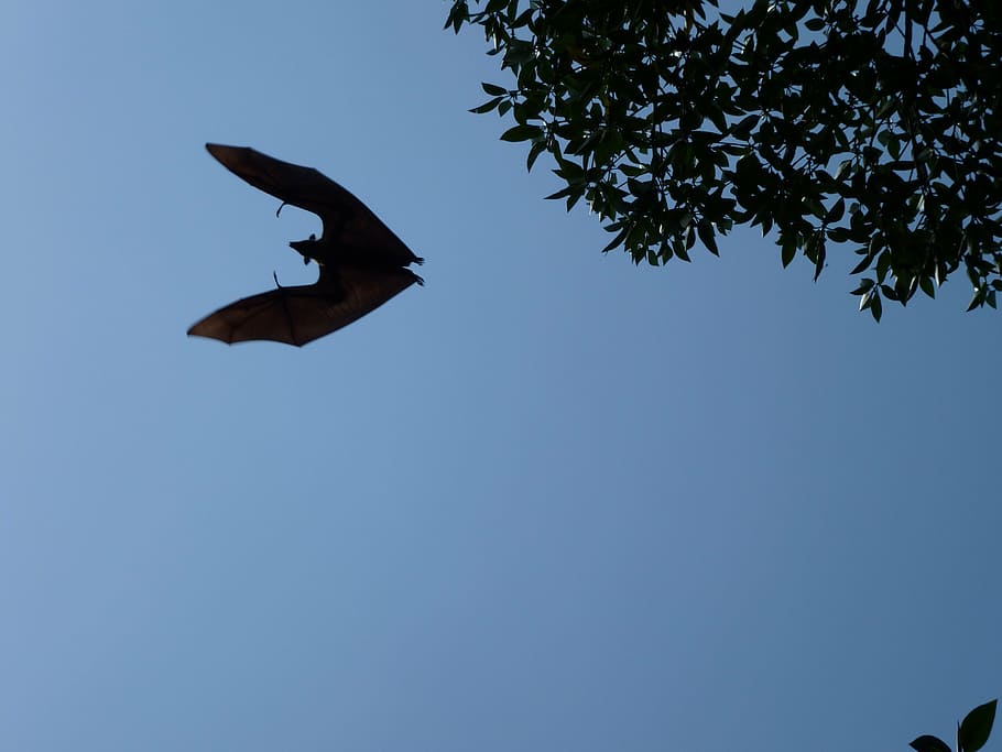 brown bat flying in midair, flying dog, sri lanka, vampire, halloween