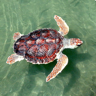 red and black sea turtle, loggerhead, reptile, swimming, young HD wallpaper