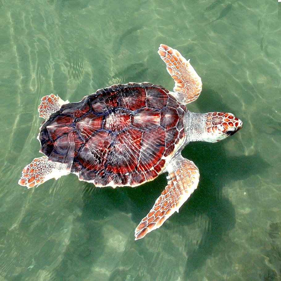 hd-wallpaper-red-and-black-sea-turtle-loggerhead-reptile-swimming