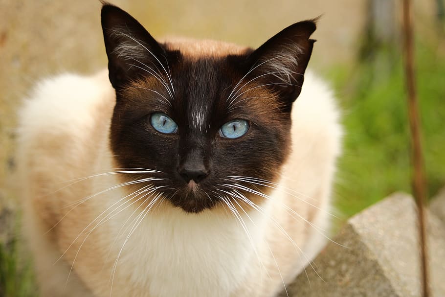 siamese cat in shallow focus photography, play, breed cat, mieze HD wallpaper