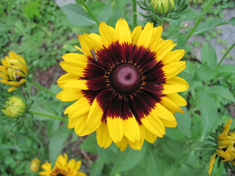 blanketflower, garden, yellow, perennial, flowering plant, freshness, HD wallpaper
