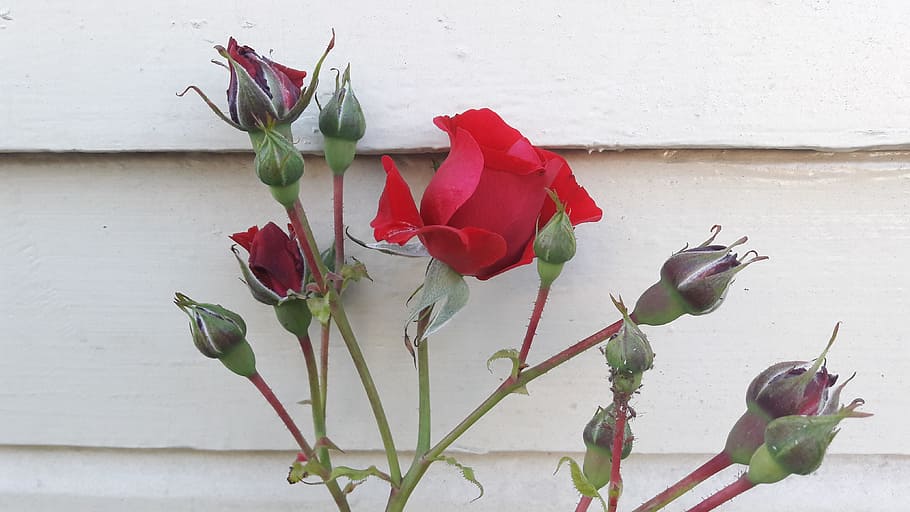 red rose, flowers, roses, red flower, garden, summer, green, HD wallpaper