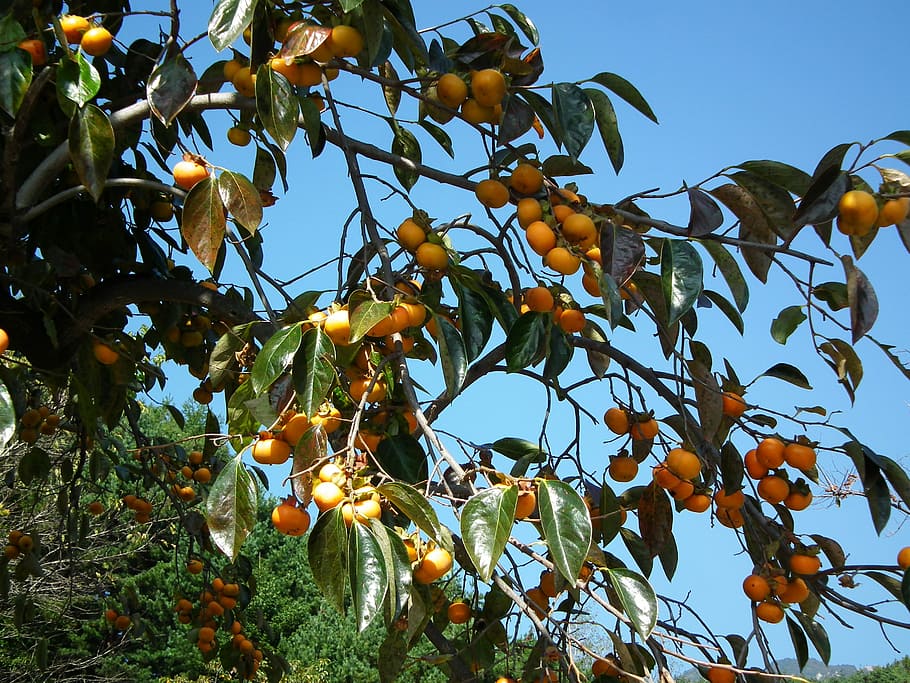 Persimmon, Fruit, Autumn, tree, food and drink, agriculture HD wallpaper
