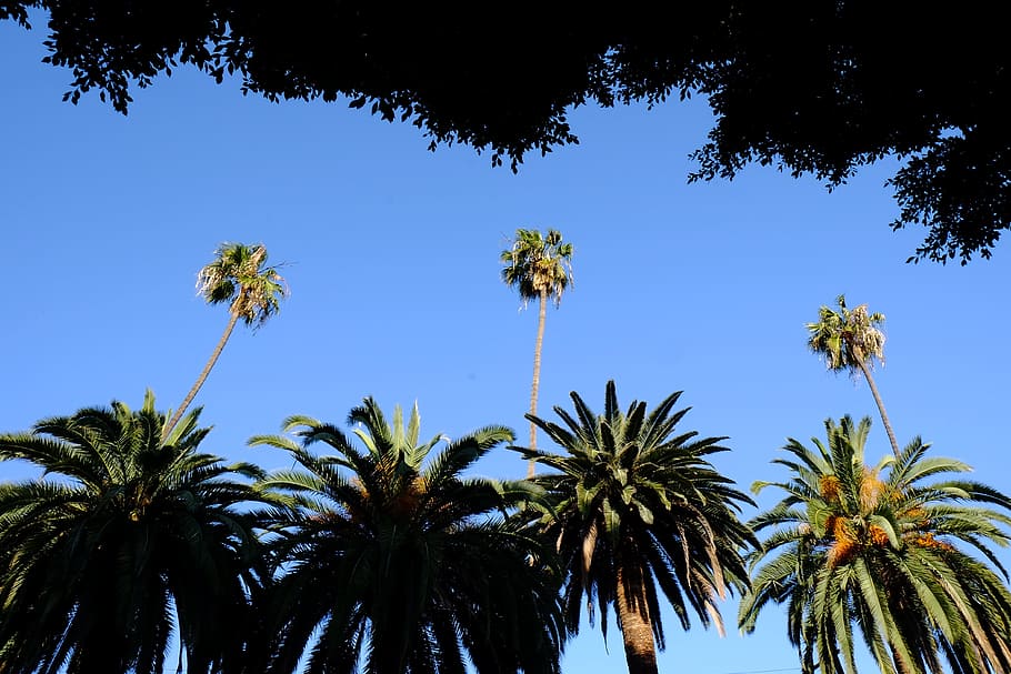 palm trees, summer, nature, sky, plant, growth, low angle view HD wallpaper