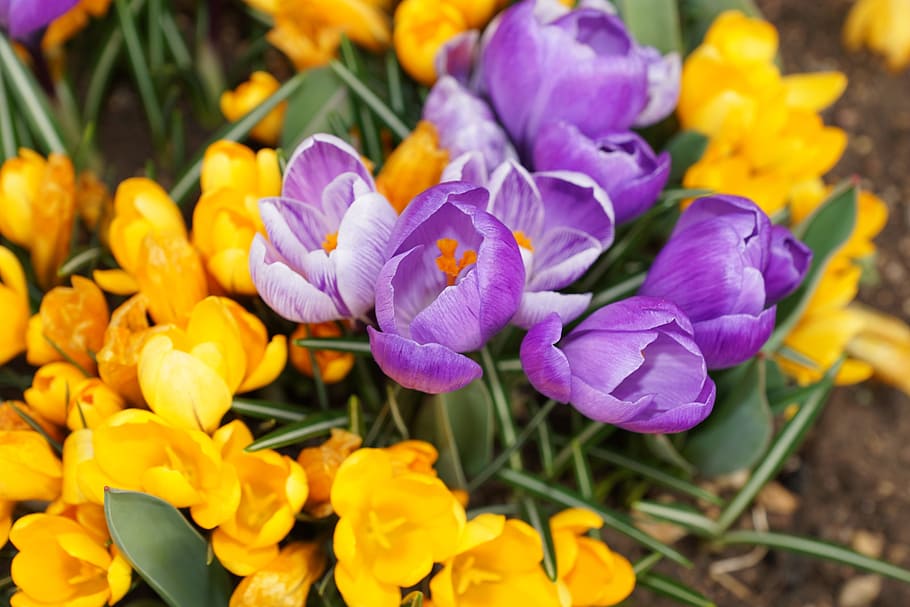 purple and yellow petaled flowers at daytime, crocus, nature, HD wallpaper