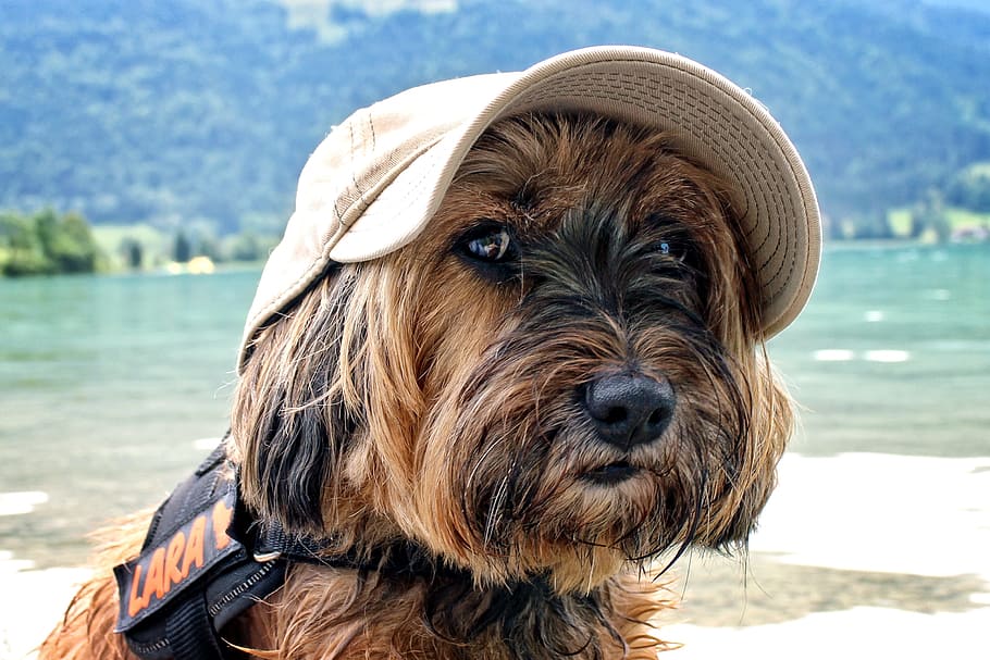 Scottish best sale terrier hat