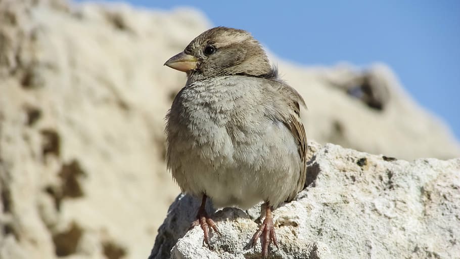 sparrow, sitting, rock, nature, wildlife, small, cute, bird, HD wallpaper