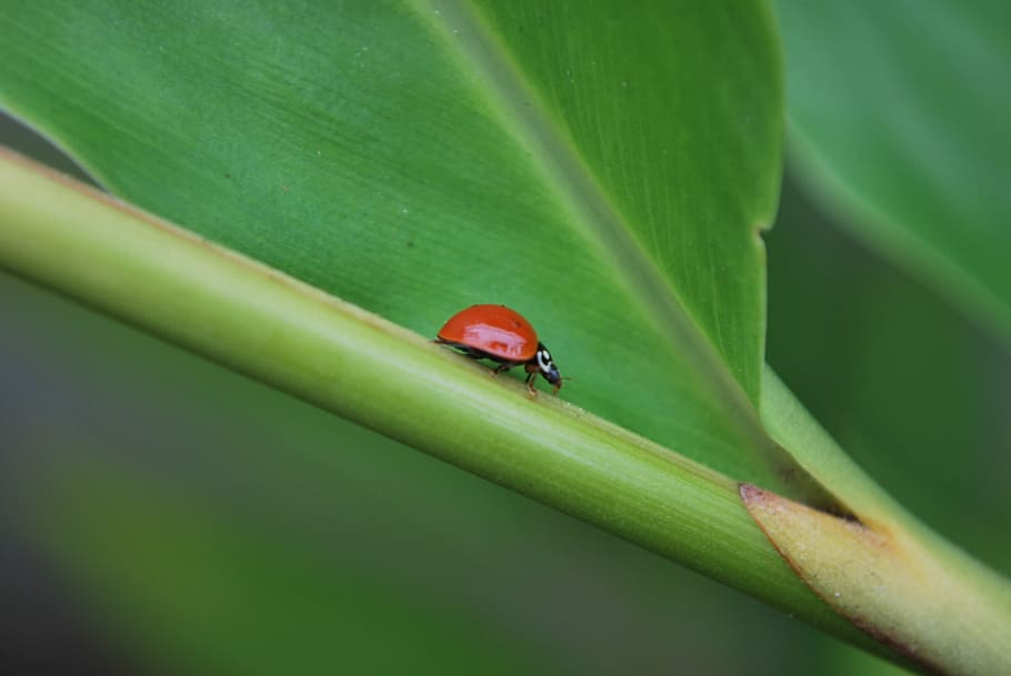 red and black ladybug on green leaf, Lady, Bug, Insect, Ladybugs HD wallpaper