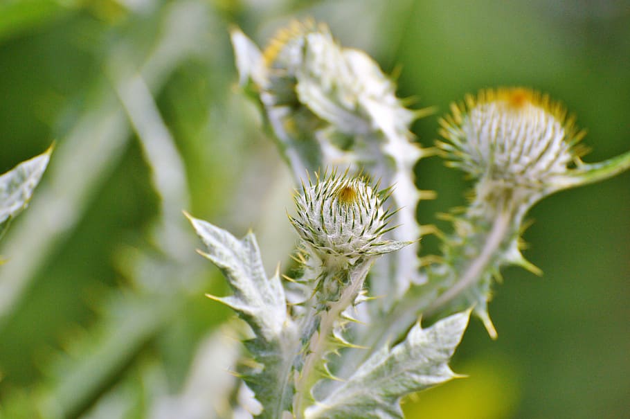 Thistle, Silver Thistle, large silver thistle, flower, prickly HD wallpaper