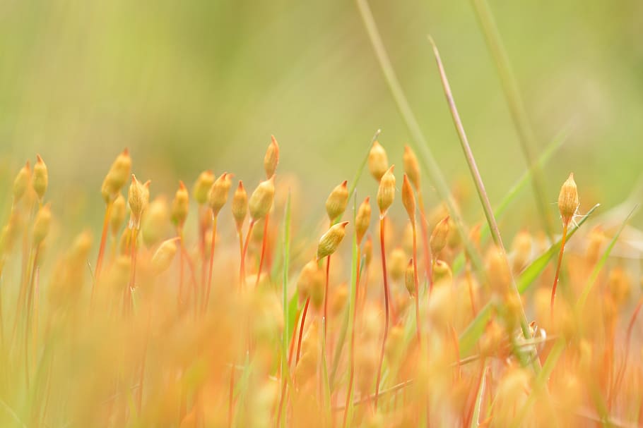 close-up photo beige plants, moss flower, nature, blossom, bloom HD wallpaper