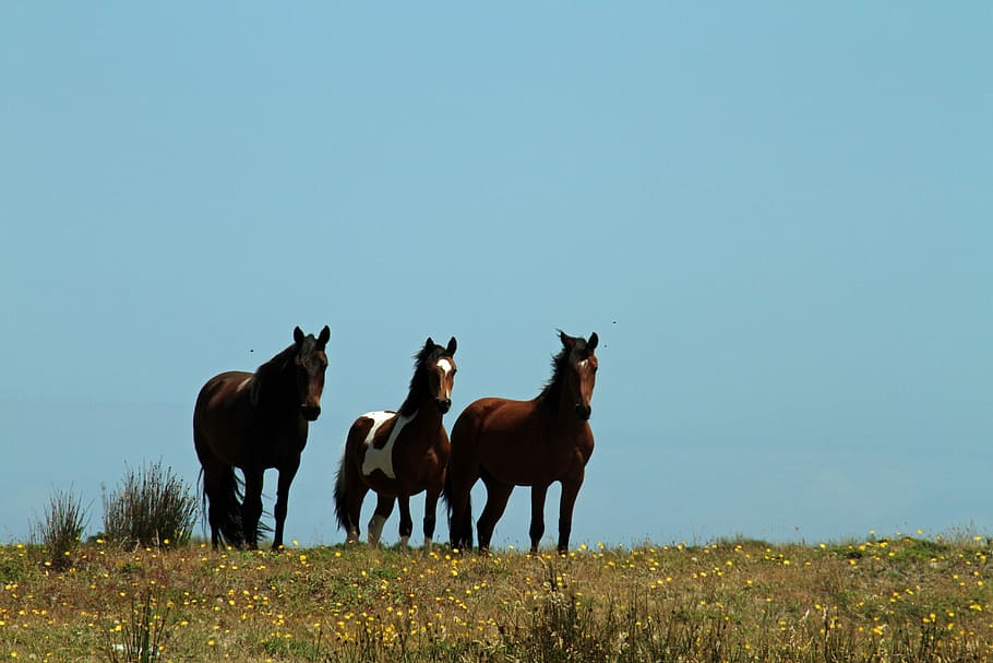 Chile, Chiloe, South America, Wild, horses, chilean, rural, HD wallpaper