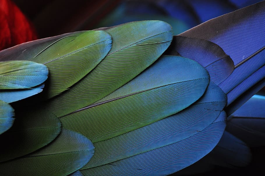 photo of gray and green feathers, parrot, colorful, metalic, shimmer, HD wallpaper