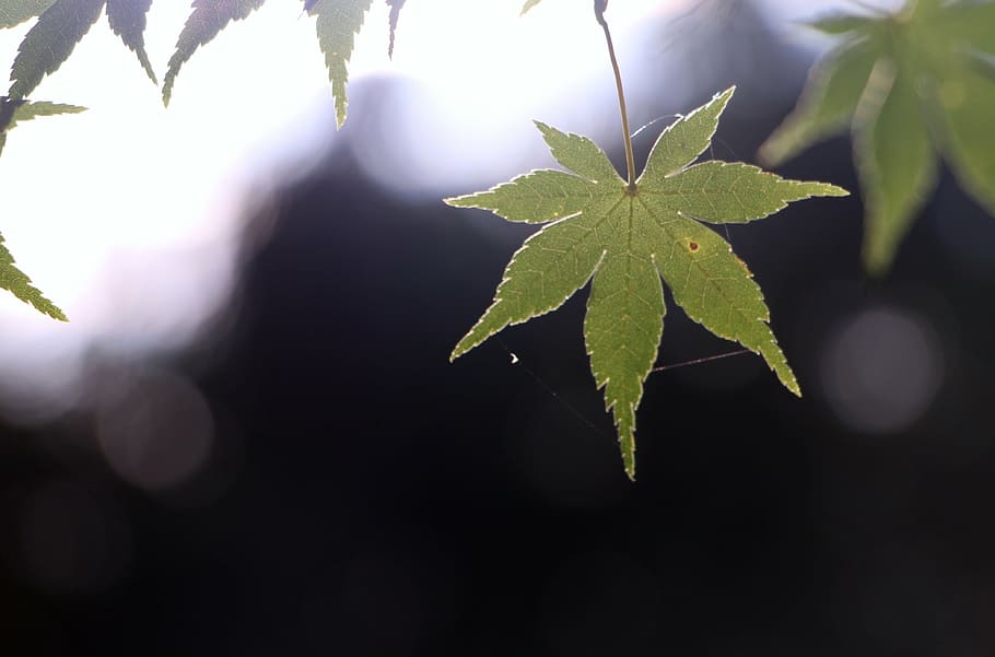 leaf, branch, nature, landscape, green, eventide, plants, afternoon HD wallpaper
