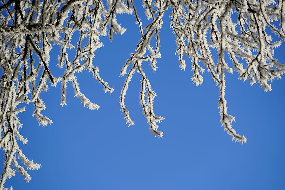aesthetic, hoarfrost, winter, iced, snow, cold, wintry, branches HD wallpaper