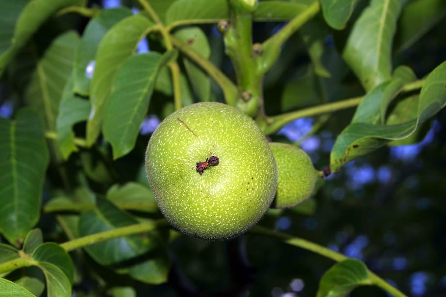 walnut, nuts, immature, ripening, green, fruit, sad, garden HD wallpaper