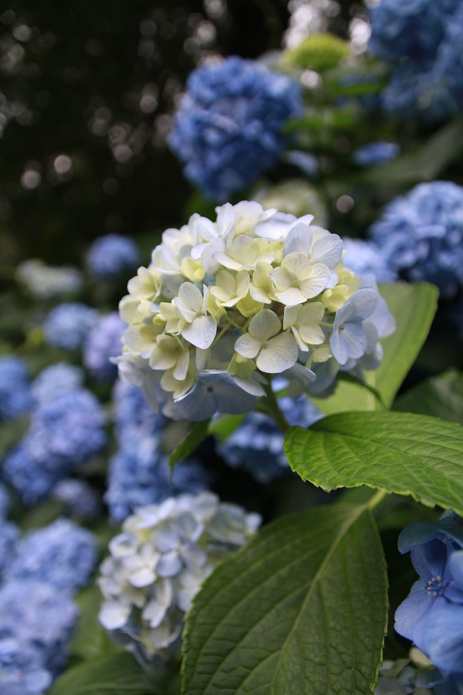 hydrangea, plant, flowers, flowering plant, beauty in nature HD wallpaper