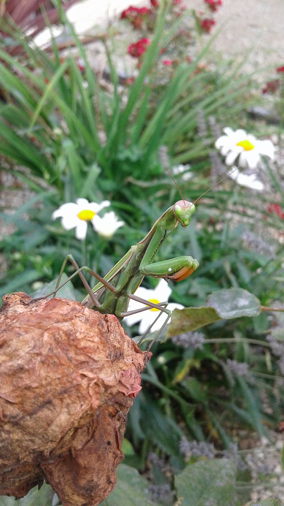 mantis, leaf, insect, nature, plant, flowering plant, growth HD wallpaper