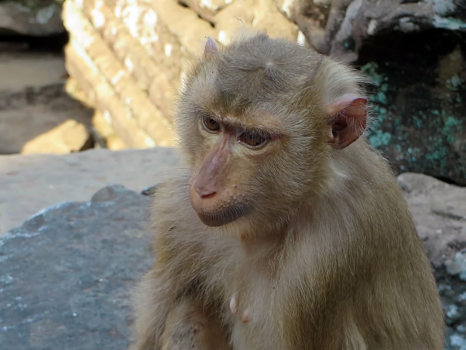 cambodia, monkey, macaque, look, animal, wild, primate, mammal HD wallpaper