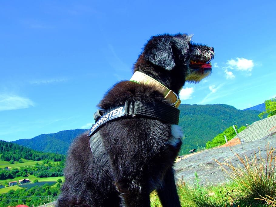dog, sky, blue, mountains, south tyrol, hiking, jaufenpass HD wallpaper