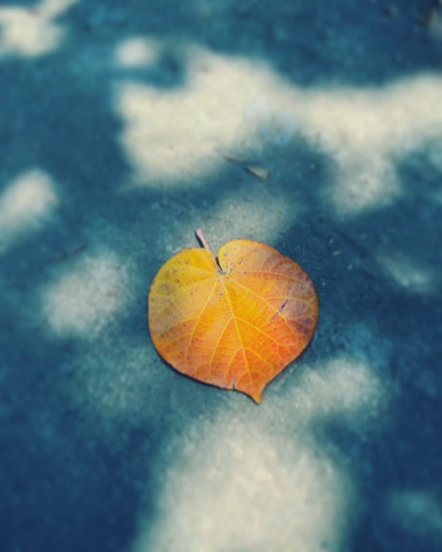 lifestyle, shadow, leaf, plant part, close-up, high angle view HD wallpaper
