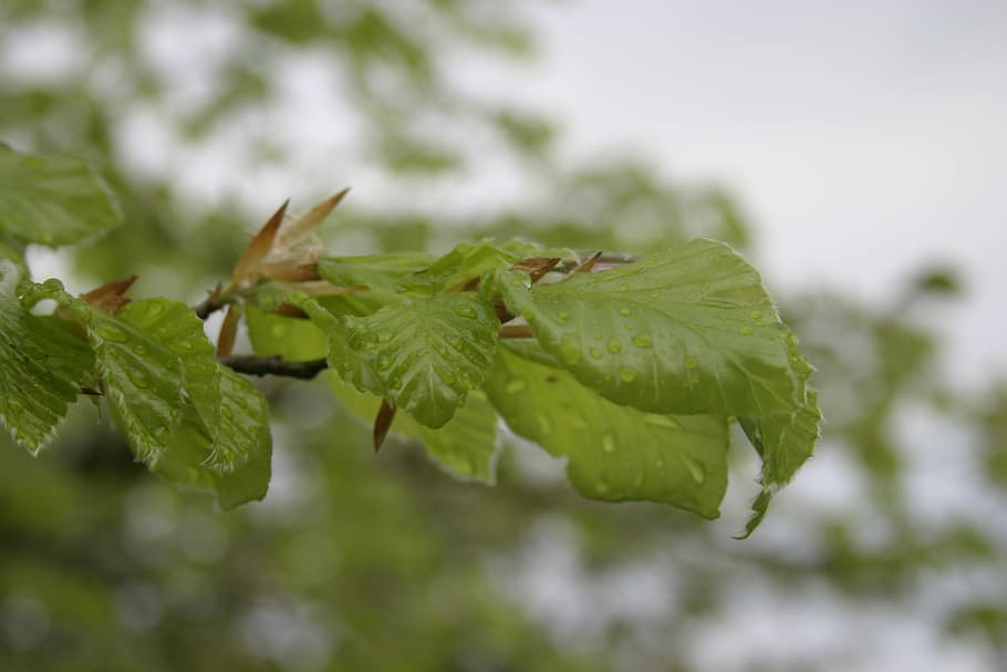spring, public record, flora, rain, raindrop, tree, sun, leaves HD wallpaper