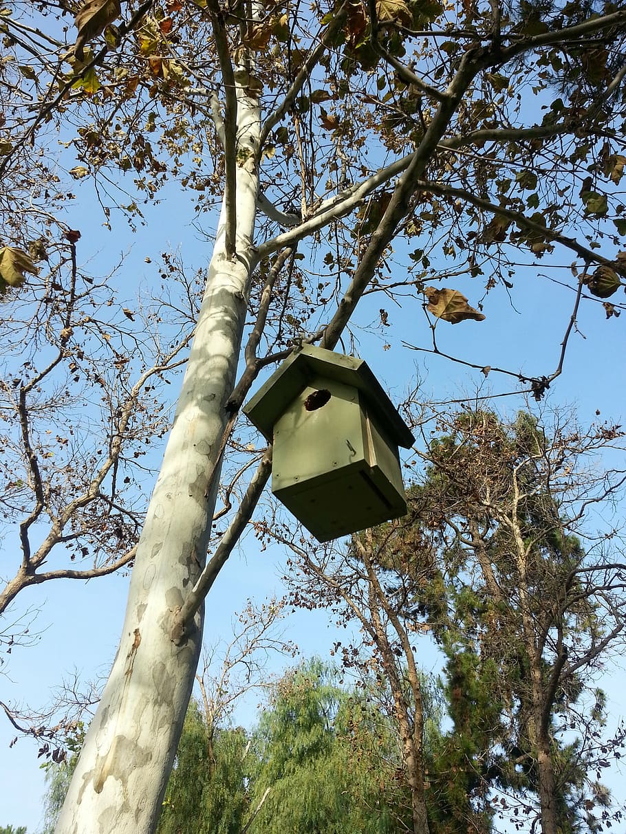 bird, nest, birdhouse, tree, low angle view, plant, branch HD wallpaper