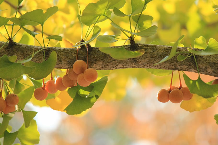 shallow focus photography of fruit at the branch of the tree, HD wallpaper