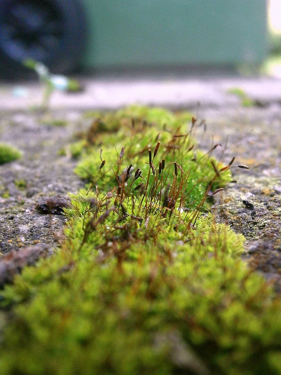Moss, Green, Ground, Earth, Stems, bud, stalk, selective focus HD wallpaper