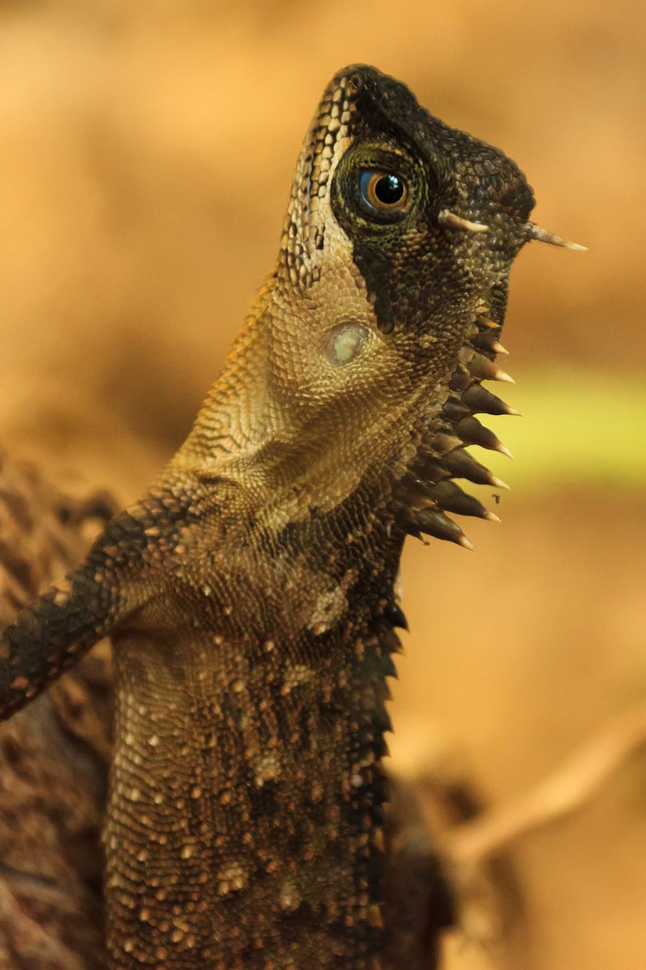 animal, eye, lizard, nature, reptile, skin, spiked, spiky, textured HD wallpaper