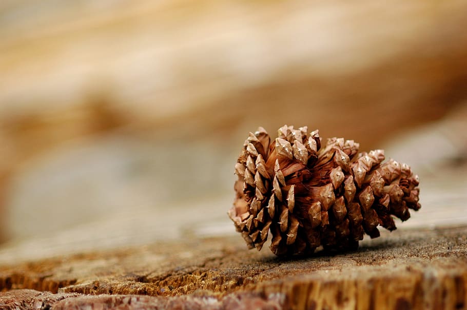 selective focus photography of pinecone, pine cone, wood, nature HD wallpaper