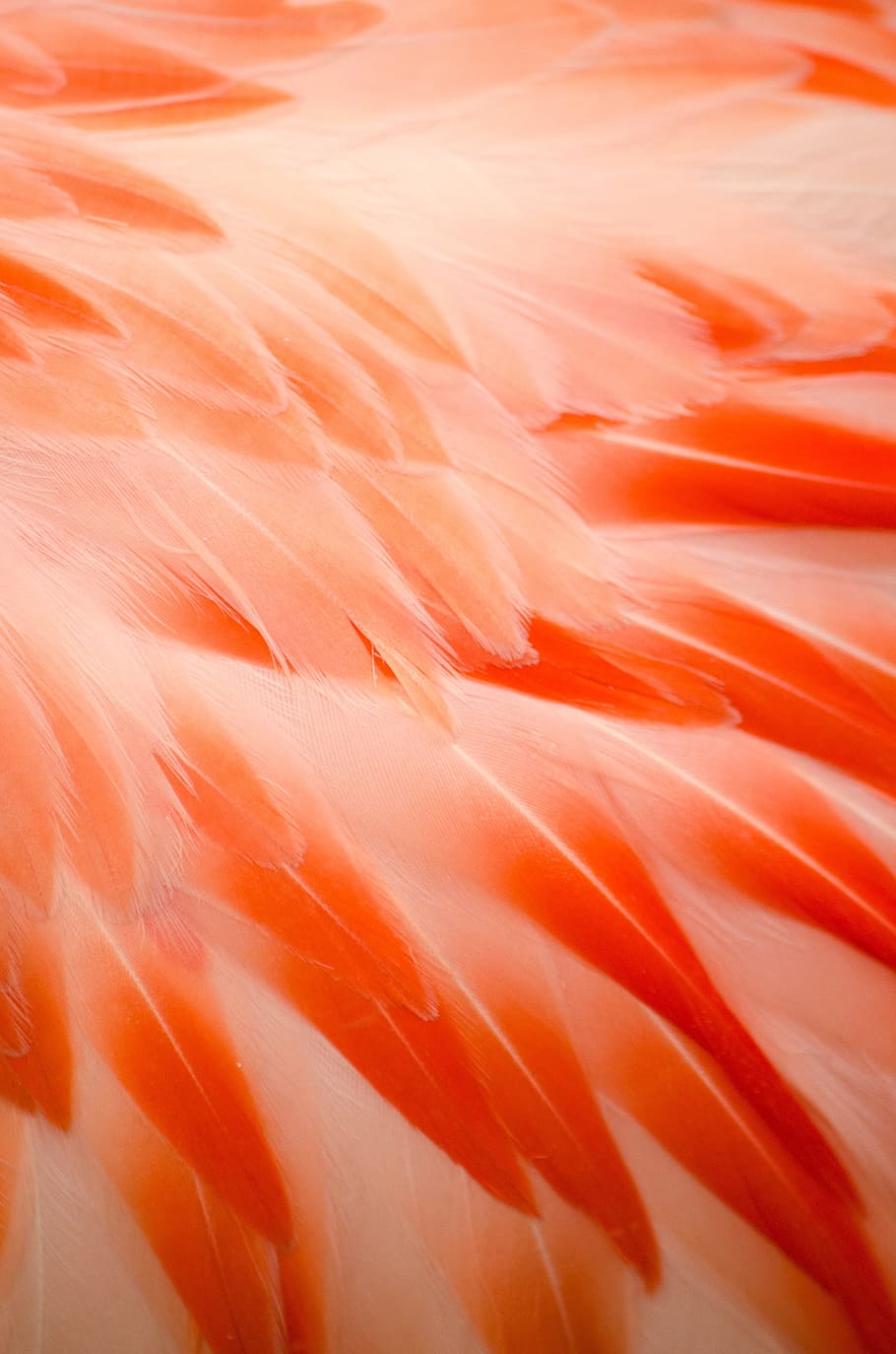 close up photo of peach and red feathers, flamingo, flamingo feathers