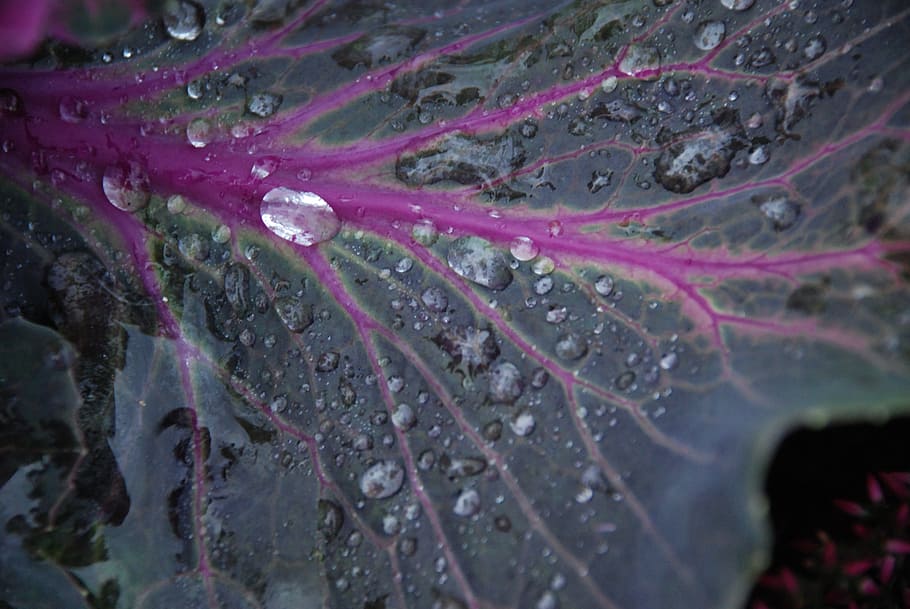 Leaf, Water, Drop, Green, Forest, Branch, nature, no people HD wallpaper