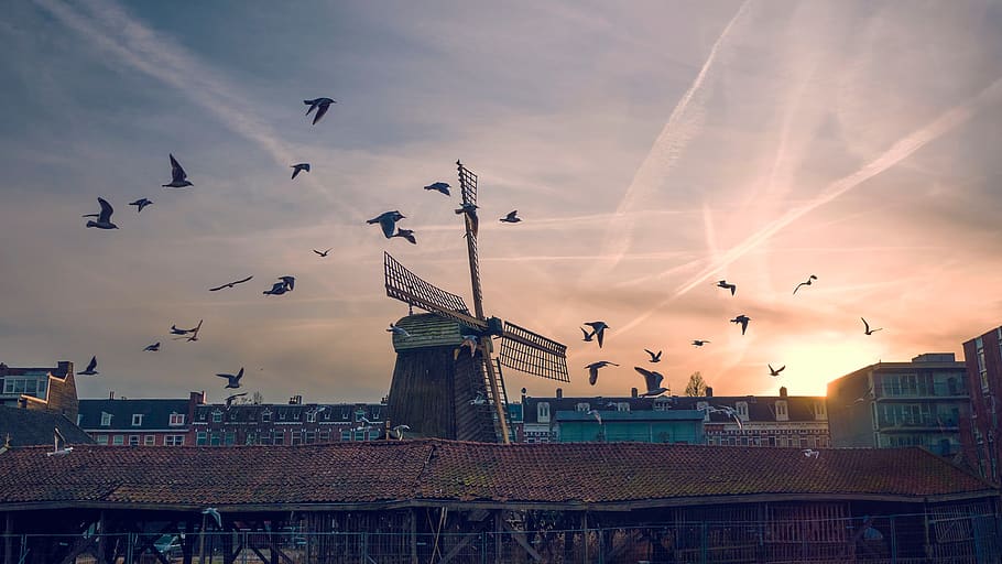 bird, sunset, windmill, clouds, sky, household, apartment, home HD wallpaper