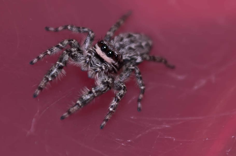 Spiders, Insect, Macro, jumping spiders, color, detailed, magnification HD wallpaper