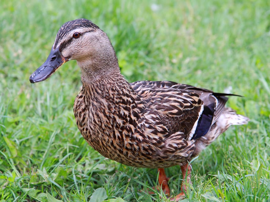 animal, beak, bird, brown, cute, duck, farm, feather, female, HD wallpaper