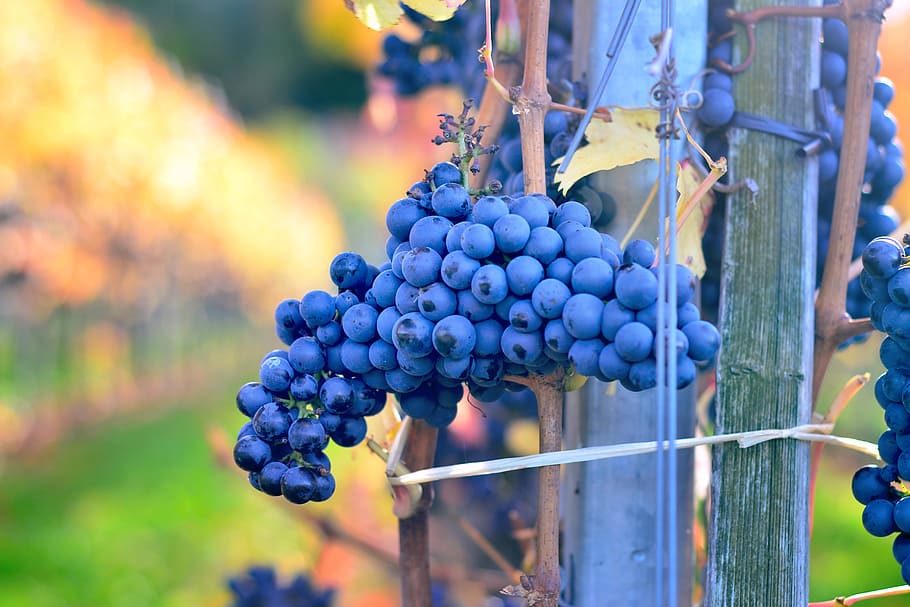 tilt shift lens photography of purple berries, grapes, blue HD wallpaper