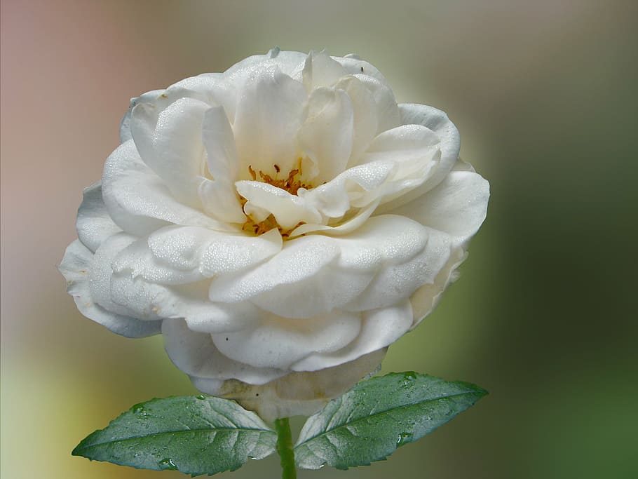 rose, white, white rose, blossom, bloom, dewdrop, nature, flower HD wallpaper