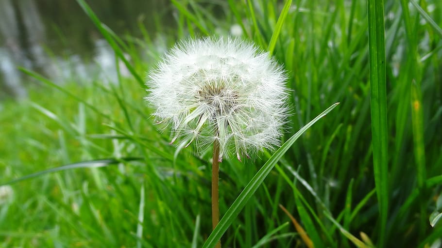 dandelion, plant, grass, green, flower, freshness, flowering plant HD wallpaper