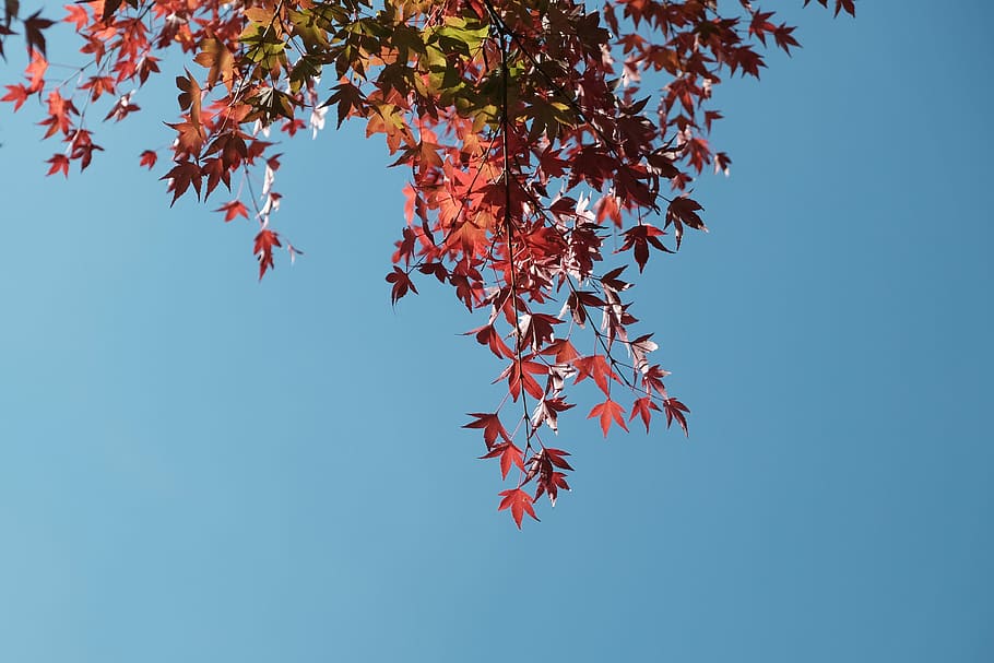low angle photo of maple leaf tree under blue sky, tilted maple trees under the skies HD wallpaper