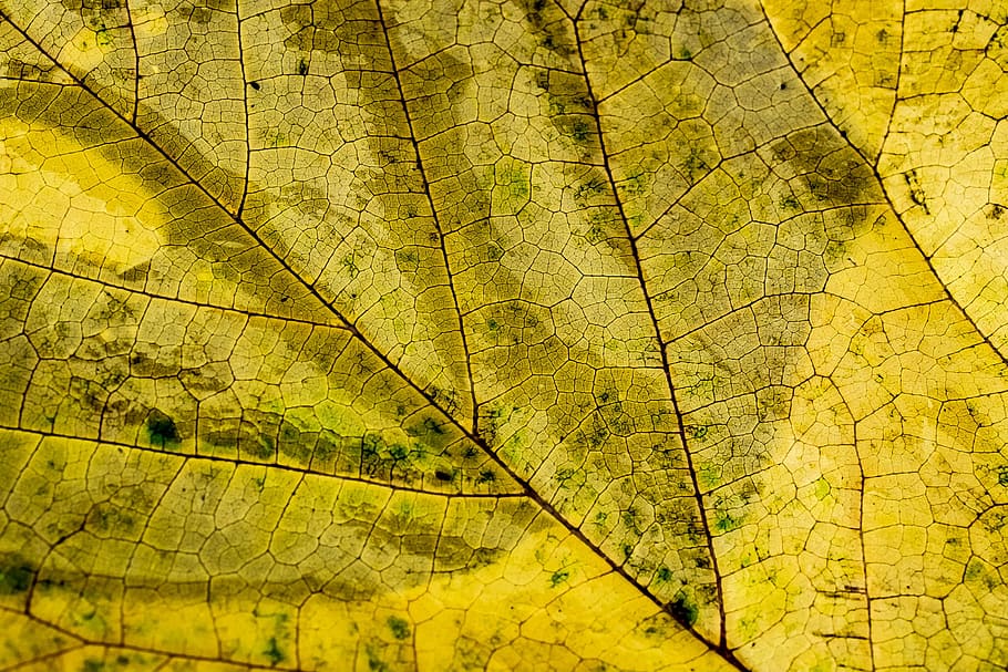 nature, pattern, texture, abstract, autumn, bright, close-up HD wallpaper