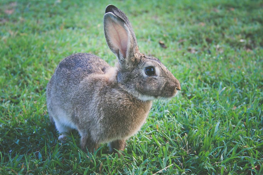 Closeup shot of a rabbit, nature, animal, animals, easter, rabbits, HD wallpaper